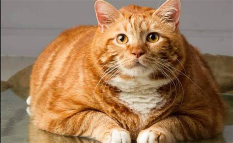 severely overweight  pound cat named skinny finally lives