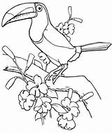 Toucan Bird Bestcoloringpagesforkids Stranice Toucans Bojanje Keel Zabavne sketch template