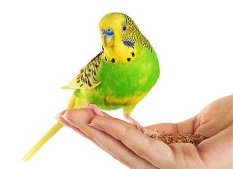 budgie facts   biology dictionary