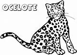 Ocelot Leopardo Ocelotes Cucciolo Animali Cheetah Coloring4free Coloradisegni Pages2color Brisa Raskrasil Utililidad Aporta Deseo Pueda Hacer sketch template