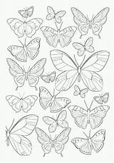 Mariposas Bordar Lhr3 Xx Mariposa sketch template