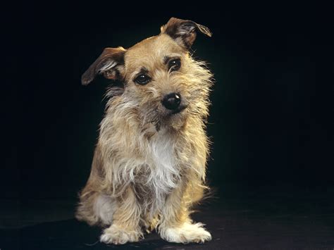 mixed terrier breeds images