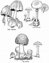Mushroom Digital Drawings Fungi Botanical Collage Package Illustration Detailed sketch template