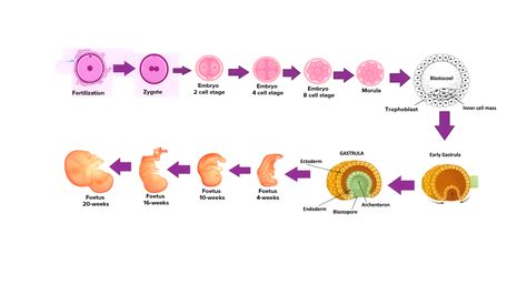 stages  embryonic development