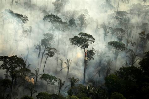deforestation  brazils amazon rainforest  hit  highest level   years