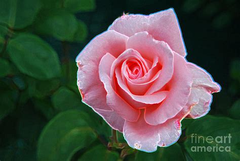 pink rose painting digital art  pravine chester fine art america
