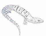 Lizard Coloring Pages Blue Tongue Color Skink Printable Kids sketch template