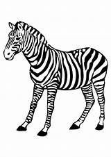 Colorir Zebras Zebra sketch template