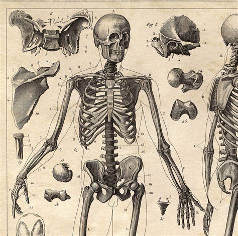 Vintage Anatomía Esqueleto Diagrama Impresión Doctor Office Etsy