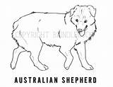 Coloring Australian Shepherd Pages Puppy Template sketch template