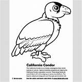 Condor Coloring Andean Drawing Getdrawings California 2kb 400px sketch template