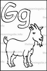 Goat Letter Simple Outline Flashcard Alphabet Coloring sketch template