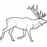 Elk Drawing Simple Drawings Template Deer Lineart Printable Furry Pages Choose Board Anthro sketch template