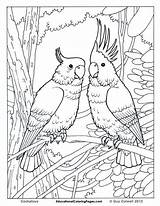 Coloring Pages Rainforest Birds Brds Drawn Printable Getcolorings Color sketch template