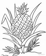 Pineapple Ananas Malvorlagen Fruits Cool2bkids Coloringtop Coloriages sketch template