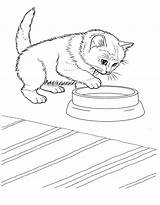 Colorat Pisica Desene Planse Mancare Trafic sketch template