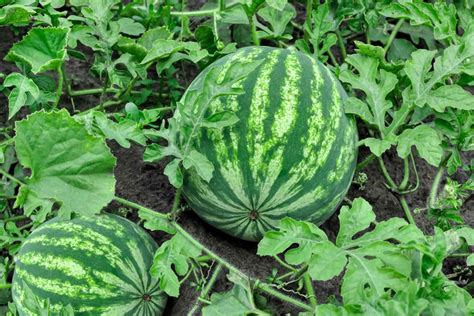 tall  melon plants grow discover  impressive heights