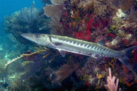 barracuda habitat behavior  diet