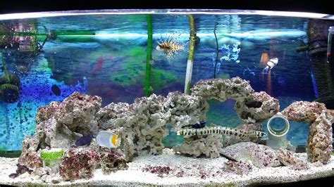 my first saltwater tank 72gln aquariums