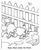 Cottontail Crawls Carrots Wears Coat sketch template