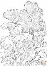 Lilac Coloring Purple Pages Drawing Flower Printable Syringa Drawings Flowers Designlooter Getdrawings sketch template