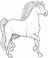 Cavallo Cavalli Cavalo Colorare Animais Horse Dei Cavalos Colora Disegnare Animali Bambini Erwachsene Printable Coloringpagesforadult sketch template