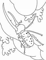 Beetle Coloring Dung Pages Horned Long sketch template