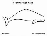 Coloring Beluga Whale Support Exploringnature sketch template