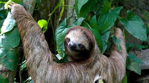how sloths breathe upside down explained by scientists bbc news