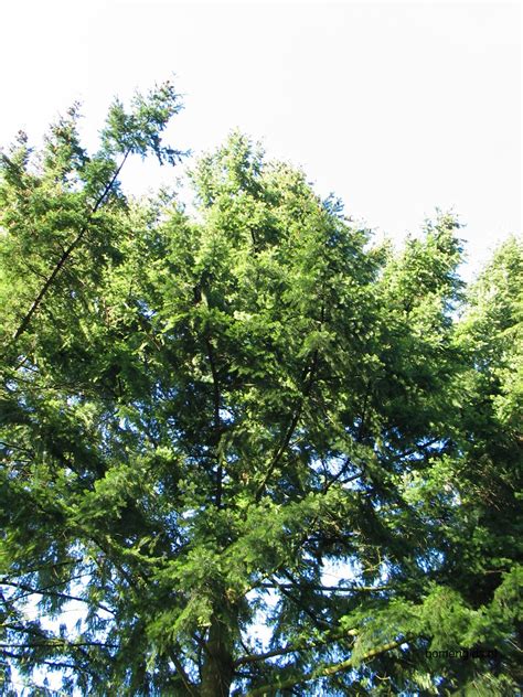 boomsoorten die horen bij hemlockdouglas