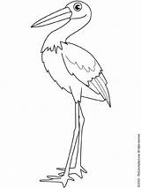Stork Coloring Pages Bird Its Legs Nozzle Feathers Birds Color Colouring Baby Printable Kids Print sketch template