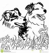 Collie Border Coloring Pages Dogs Field Flower Two Designlooter Az 4kb 1300 Stock sketch template