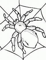 Coloring Spider Pages Printable Library Clipart Tarantula Cartoon Drawing Easy sketch template