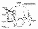 Wild Coloring Boar Printing Pdf sketch template