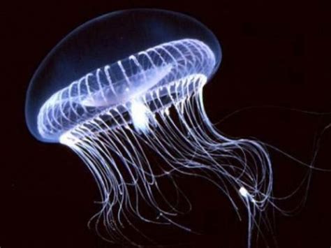 jellyfish caustic soda
