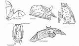 Massachusetts Endangered Coloring Threatened Wildlife Feature Pages Mass Gov Bats sketch template