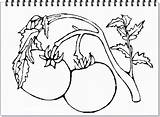Coloring Tomatoes Pages Print Carrot Fruits sketch template