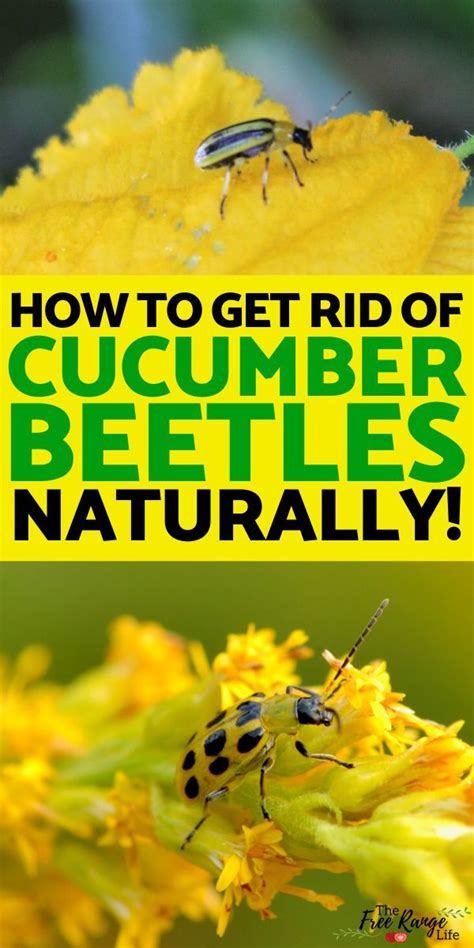 how to control cucumber beetles organically cucumber beetles garden
