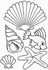 Coloring Pages Shells Sea Shell Seashell Beach Ocean Seashells Kids Print Colouring Printable Drawing Plants Color Animals Creatures Sheets Different sketch template