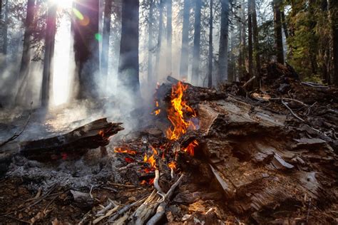 forest fire   season burning  goulais bay area sault ste marie news