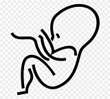 Fetus Womb Clipart Baby Embryonic Prenatal State 20clipart Clipartmag Coloring Pregnancy Cartoon Clipground Embryo Drawing sketch template