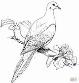 Coloring Dove Mourning Pages Bird Doves Birds Drawing Printable Perched Realistic Turtle Colouring Print Clip Supercoloring Kids Goose Wild Color sketch template