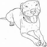 Pitbull Pitt Bulldog Pitbulls Dibujos Bestcoloringpagesforkids Tieremalen Gemerkt sketch template