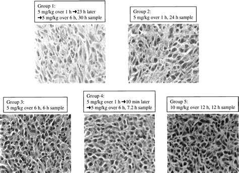 enhancement  paclitaxel delivery  solid tumors  apoptosis inducing pretreatment effect