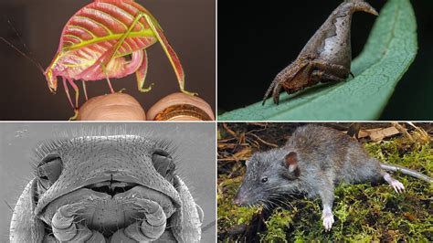 scientists discovered   species  meet  top