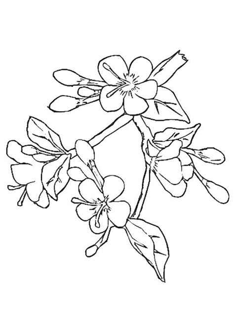 cherry blossom tree coloring pages clip art library