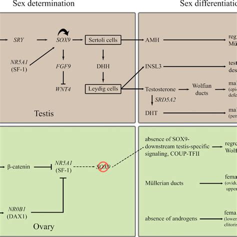Simplified Overview Of Sex Determination And Sex Differentiation In