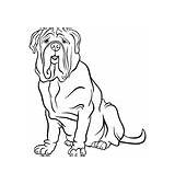 Mastiff Neapolitan Coloring Dog Cartoon Vector sketch template