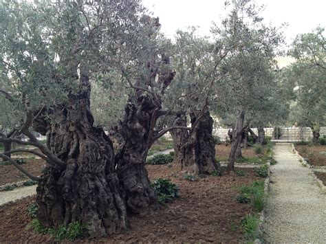 ancient olive trees   mt  olives olive tree holy land olives