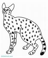 Coloring Serval Caracal Pages Colouring Template Library Clipart sketch template